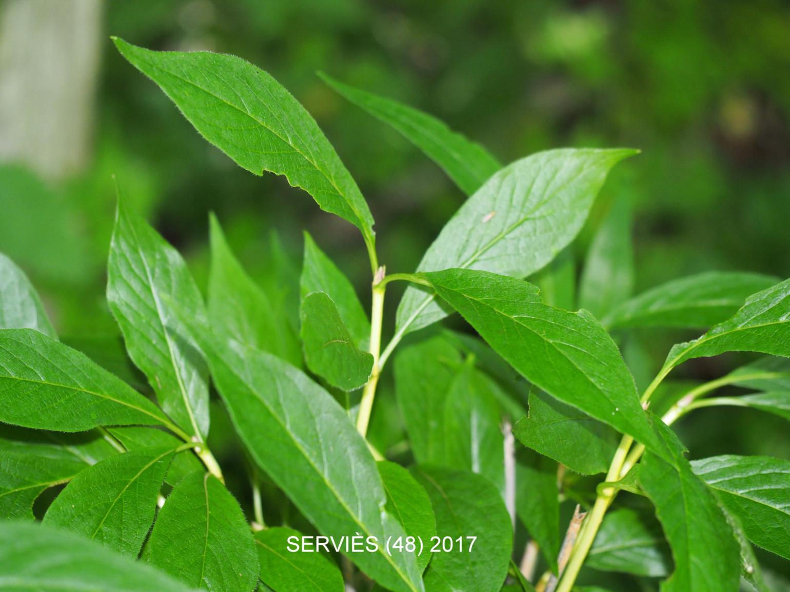 Honeysuckle, Alpine